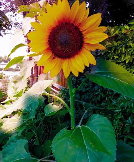 Kassia Rodrigues Always look at the brighter side of life, just like the sunflower which looks upon the sun, not the dark clouds.